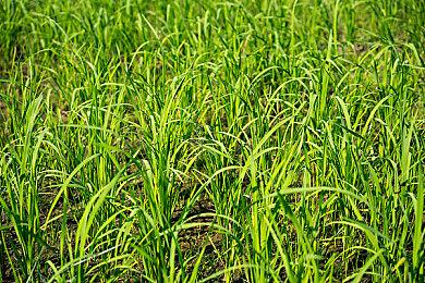 任天堂全力将越南产NS2运往美国 但似乎仍有很大缺口