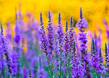 《降世神通：最后的气宗》新海报 明年播出